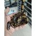 26 Sn gravel clown x chocolate yb het clown 26 Sn gravel clown x chocolate yb het clown