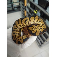 26 Sn gravel clown x chocolate yb het clown