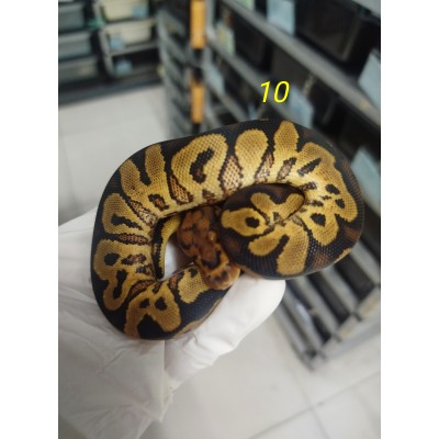 26 yb/gravel clown 1300