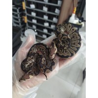 25 chocolate clown x GHI pastel Het clown