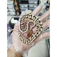 25 leopard OD fire hgw gravel clown x spotnose gravel het clown 25 leopard OD fire hgw gravel clown x spotnose gravel het clown