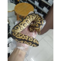 Early 25  Spotnose yb clown male,  Clown 0.2