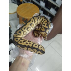 Early 25  Spotnose yb clown male,  Clown 0.2