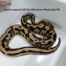 Adult leo OD Fire 100% Dh cliwn pied male PB 3900