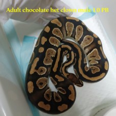 Adult Chocolate het clown male PB OUT
