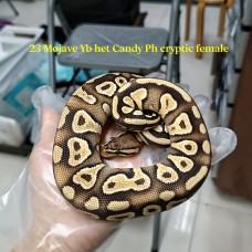 Early 23 Mojave yb het candy ph cryptic female 3500