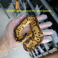 Early 24 OD vanilla clown 50% pied female 6300