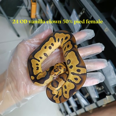 Early 24 OD vanilla clown 50% pied female 6300