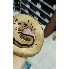 Early 24 OD black pastel batman 66% hypo 50% ultramel male 9900