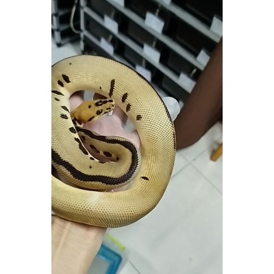 Early 24 OD black pastel batman 66% hypo 50% ultramel male 9900