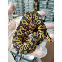 25 confusion yb clown x honey het clown