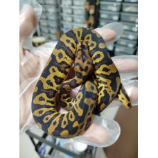 25 confusion yb clown x honey het clown