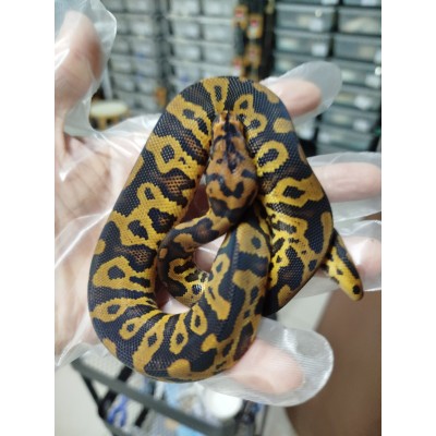 25 confusion yb clown x honey het clown