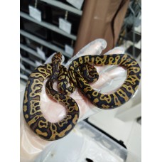 25 confusion yb clown x honey het clown