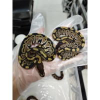 25 confusion yb clown x honey het clown 25 confusion yb clown x honey het clown