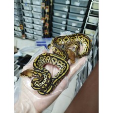 25 Bongo clown x Cypress het clown