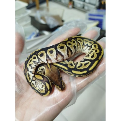25 Bongo clown x Cypress het clown
