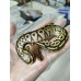 25 Bongo clown x Cypress het clown