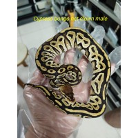 End of Season 25 Bongo Cypress het clown male $1500 End of Season 25 Bongo Cypress het clown male $1500