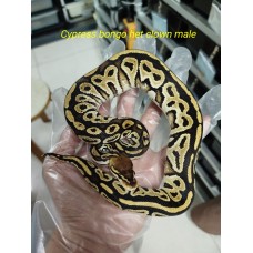 End of Season 25 Bongo Cypress het clown male $1500