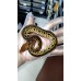 25 Bongo clown x Cypress het clown