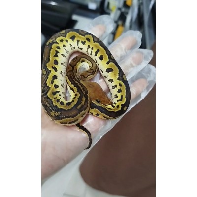 25 Bongo clown x Cypress het clown