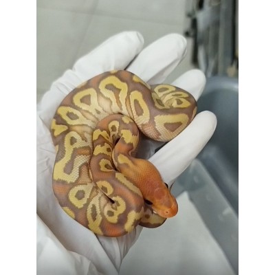 26 special clown x Cg fire cypress sn clown