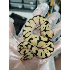 25 pastel dg clown x spider het dg