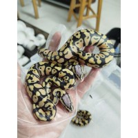 25 pastel dg clown x spider het dg