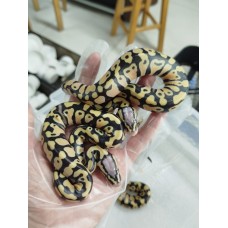 25 pastel dg clown x spider het dg