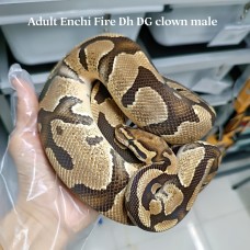 Adult Enchi fire DH dg clown male 5000
