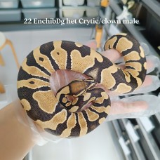 22 Enchi dg het cryptic / clown male 13000