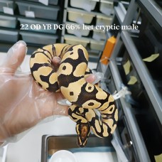 22 OD YB dg 66% het cryptic male 10500