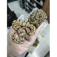 25 leo enchi dg h hypo ph cln x dh dg hypo ph cln