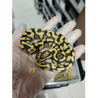 25 pastel dg clown x firefly yb het Dg