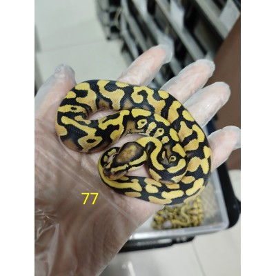 25 pastel dg clown x firefly yb het Dg