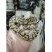 25 pastel dg clown x firefly yb het Dg