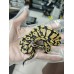 25 pastel dg clown x firefly yb het Dg