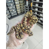 25 Leopard enchi dg hypo x spotnose dg 66 h hypo 