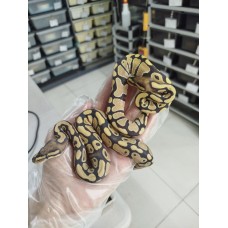 25 Leopard enchi dg hypo x spotnose dg 66 h hypo 