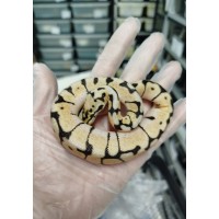 Bumblebee het dg het clown male $1200 > $500