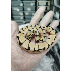 Bumblebee het dg het clown male $1200 > $500