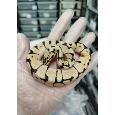Bumblebee het dg het clown male $1200 > $500