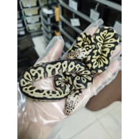 25 pastel dg clown x leo sn super pastel h clown