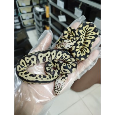 25 pastel dg clown x leo sn super pastel h clown