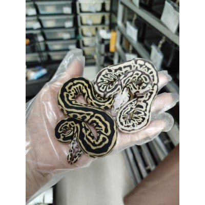 25 pastel dg clown x leo sn super pastel h clown