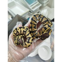 25 pastel desert ghost clown x hgw gravel het clown