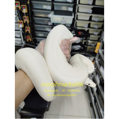 SOLD OUT Adult 全白 Super fire female 2300g $4900