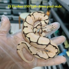 23 fire bee (OD?) 50% het clown pied male 1600