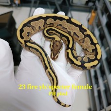 23 fire yb/Spector Ph pied female 1700